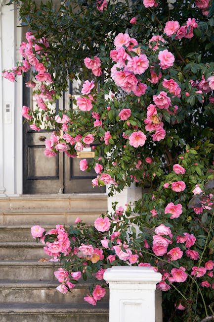 A picturesque garden scene in front of a classic black door with four panels, accessed via a stone staircase with weathered, textured steps. Surrounding the entrance, there is a lush, flowering camell
