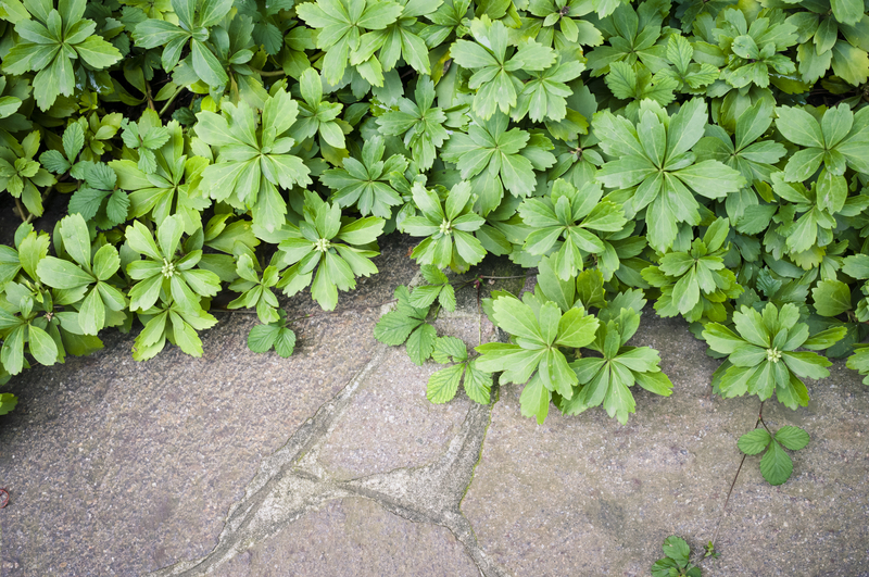 Native Plants That Adapt Well to Window Box Environments